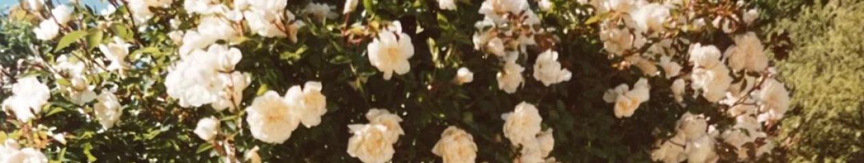 Mathilde Delattre (1871-1950) artiste-peintre